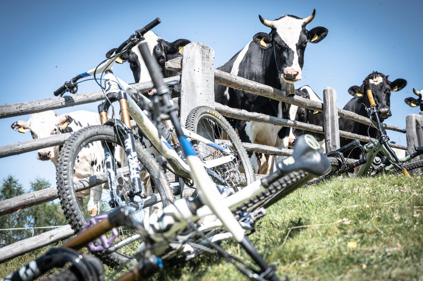 Kühe und Fahrräder in den Alpen