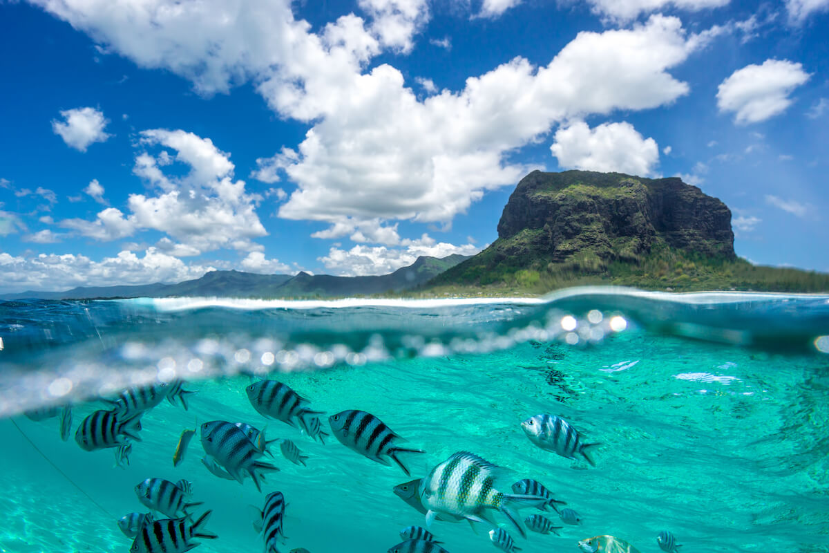 Underwater shot of fish in Mauritius