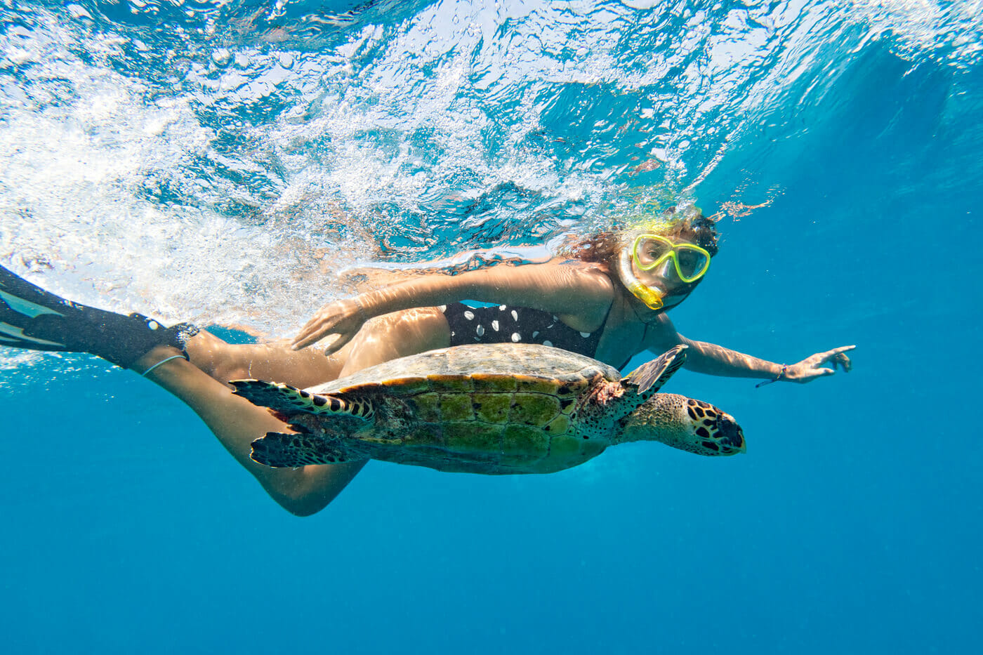 Diving with turtle in Maldives