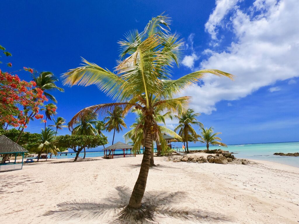 Beach with palm trees on Tobago in the Caribbean Sea