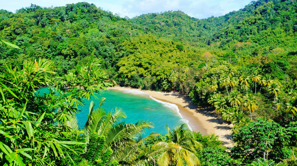 Forests on the island of Tobago in the Caribbean Sea