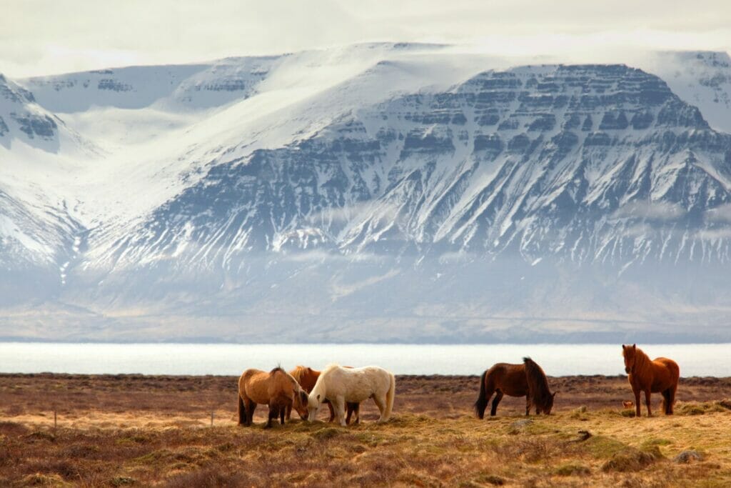 Adventure Iceland round trip: 8 days expedition